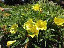 Pinnate over 2 times : Identify Yellow Flowers