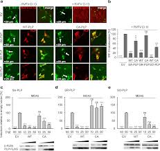 Because of the corona mutation from great britain, the virologist, christian drosten, expressed not so much in drosten's opinion, it can be assumed that the mutated pathogen has reached germany. The Papain Like Protease Determines A Virulence Trait That Varies Among Members Of The Sars Coronavirus Species