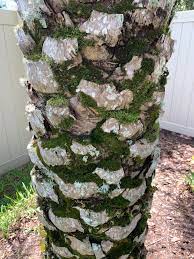 Palm trees can develop leaf spots and leaf blights, caused by a number of fungal. Is This Lichen Or Some Other Fungus On My Palm Tree Gardening Landscaping Stack Exchange