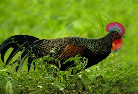 Green Jungle Fowl Hijau Hutan Ayam