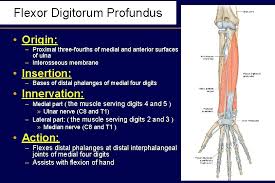 Ulnar (deep head) & median (superficial head) adductor magnus: Anatomy Of The Forearm Dr Fadel Naim Orthopedic