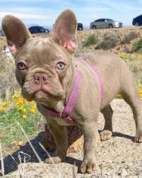 This isabella frenchie also has eyes that range in color from light blue to light brown. French Bulldog Colors Explained Ethical Frenchie