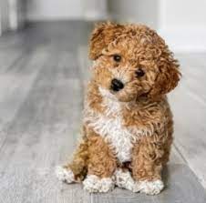 We did not find results for: 5 Best Maltipoo Breeders In Indiana 2021 We Love Doodles