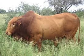 Pin On South African 1 Cattle Breeds