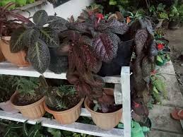 Ada dua jenis tanaman anyelir yaitu jenis satu bunga bagi. Tanaman Hias Gantung Steemit
