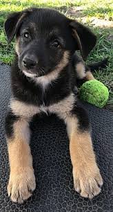 See more of kansas city puppies and dogs for adoption on facebook. Kansas City Mo Shiba Inu Meet Lola A Dog For Adoption Shiba Inu Cute Animals Rottweiler Puppies