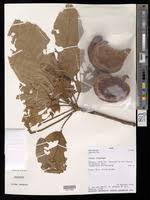 Image result for Sterculia mhosya