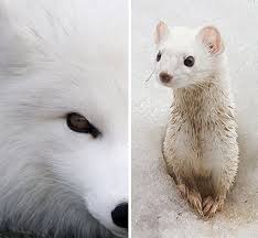 5 Arctic Animals That Turn White For Winter Webecoist Arctic Animals Polar Animals Artic Animals