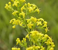 Image result for Galium verum