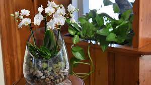 Orchid Terrarium Mini Phalaenopsis Orchid Open Terrarium Diy Northlawn Flower Farm Youtube