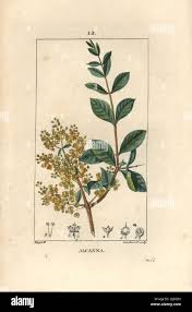 Image result for Lawsonia inermis