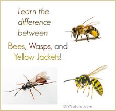Learn The Difference Between Bees Wasps And Yellow Jackets Yellow Jacket Bee Keeping Bee