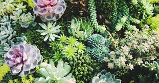 29 types of succulent plants for your terrarium indoor