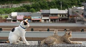 Tayvan Da Yemek Icin Kedi Ve Kopek Oldurmek Yasaklandi Son Dakika Dunya Haberleri
