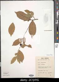 Image result for Carpolobia