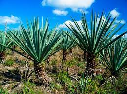 What cactus is tequila made from. Mescal Vs Tequila Difference Between Mescal And Tequila