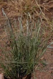 Image result for Elionurus