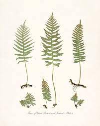 Vintage botanical prints vintage art prints botanical art ferns garden animal sketches nature prints illustrations street artists botanical illustration. Vintage Botanical Print Ferns Of Britain And By Highstreetvintage 15 00 Botanical Prints Botanical Illustration Vintage Vintage Botanical Prints