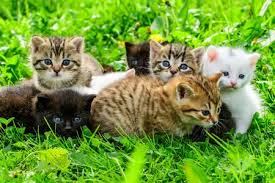 You're watching three little kittens, a super fun animated nursery rhyme created by looloo kids! Photo Of Group Of Little Kittens In The Id 127975361 Royalty Free Image Stocklib