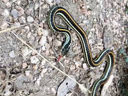 Garter snakes are harmless, very common and feed on slugs, leeches, insects and small rodents in north american gardens. Native Texas Wildlife