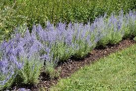 Image result for Perovskia atriplicifolia lacey blue lisslitt photo