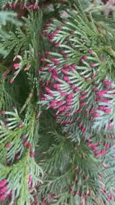 Image result for kabatina thujae