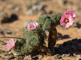 Image result for Monsonia senegalensis