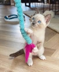 Available = ragdoll kitten is for sale. Siamese Kittens For Sale Siamese Cat For Sale Siamese Kitty