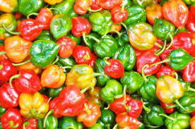Check spelling or type a new query. The Tale Of Two Peppers Scotch Bonnet And Habenero Boston Jerkfest