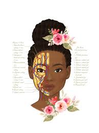 Botox & Filler Injector Facial Fad Pads Blood Vessels Anatomy Art Poster