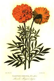 Image result for Tagetes erecta