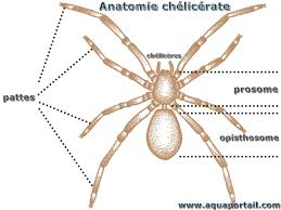 , s nf maxillaire, mâchoire, maxillaire inférieur. Chelicere Definition Et Explications
