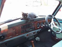 Kitten On Mini Dash Classic Mini Mini Cool Cars