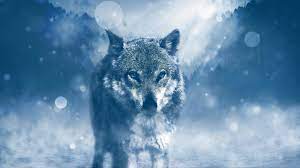 It contains daily added new 4k animal wallpapers. Wolves 4k Wallpapers Top Free Wolves 4k Backgrounds Wallpaperaccess