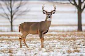 Image result for Dialium holtzii