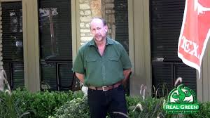 Shop for lawn care pest control online at target. Grey Leaf Spot Disease In St Augustine Grass Youtube
