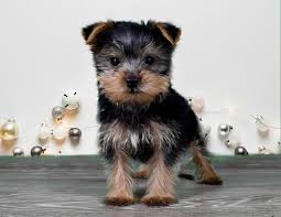 A wide variety of the puppy store. Available Puppies The Fancy Puppy Store Corona Pet Store Puppy Store Puppies Pet Store