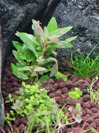 Image result for Phyllanthus parvulus