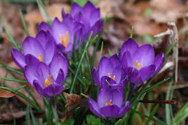 Crocuses Flower Seeds Garden Flower Beds Crocus Flower