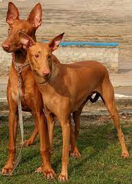 8 raças de cães mais caras do mundo