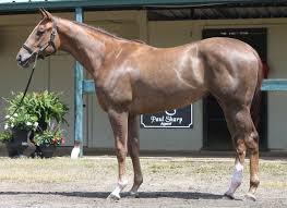 2260 jimmy durante blvd map del mar, ca 92014. Del Mar Horse Racing Archives Tdn Thoroughbred Daily News Horse Racing News Results And Video Thoroughbred Breeding And Auctions