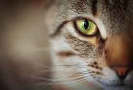 At first, there are no obvious symptoms, but in later. The Symptoms Of Glaucoma In Cats 5 Steps