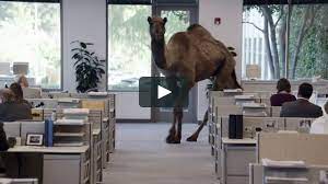 Submit once per commercial, and allow 48 to 72 hours for your request to be processed. Geico Hump Day Camel Commercial Happier Than A Camel On Wednesday On Vimeo