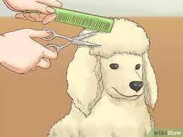 How To Care For A Poodle 14 Steps With Pictures Wikihow