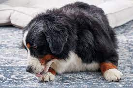 Why Is My Dog Licking His Paws