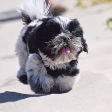 Dogs are part of our lives. Milo Shih Tzu On Twitter Enjoying The Sunlight Threepools Oregon Exploredoregon Shihtzu Puppy Happy Weekend Pdx Pdxlife Summer