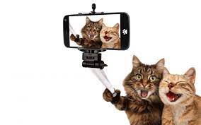 Your funny cat stock images are ready. Funny Cat Wallpapers 1680x1050 Desktop Backgrounds