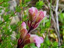 Image result for Harveya alectroides