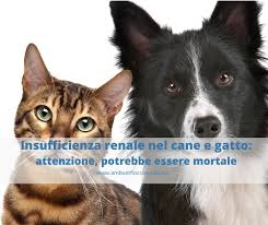 Il perché al momento non è del tutto chiaro, anche se alcuni studi suggeriscono che il motivo va cercato. Insufficienza Renale Nel Cane E Gatto Di Cosa Si Tratta Vet Fiocco Scalvi