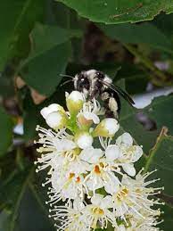 Abeille albinos